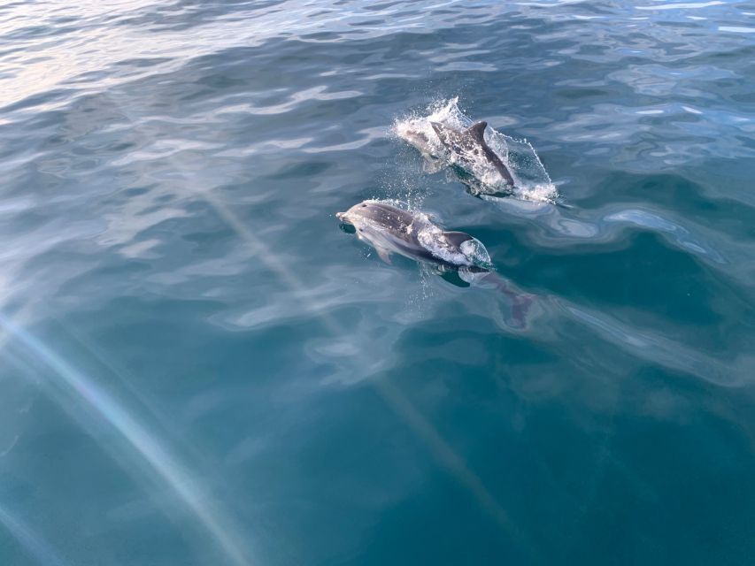 Marbella: Sailing & Dolphin Watching with Snacks and Drinks - Drinks and Snacks: Why the Ride Feels Easy