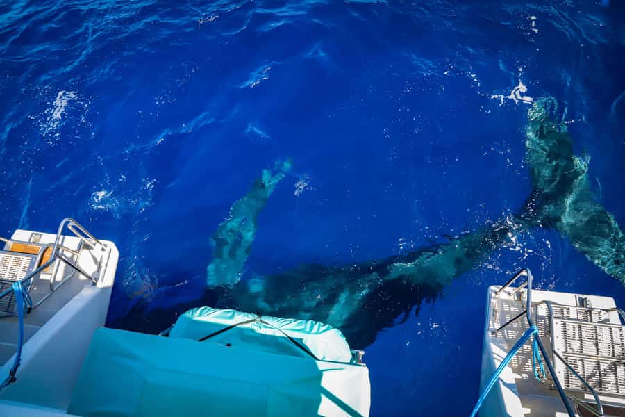 Maui: Ka'anapali Whale Watching Cruise on Luxury Sailboat - Key points to know before you sail