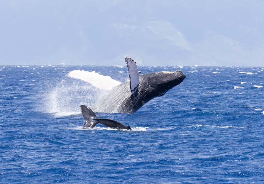 Maui: Ka'anapali Whale Watching Cruise on Luxury Sailboat - Ka’anapali beach boarding: easy start on a luxury catamaran