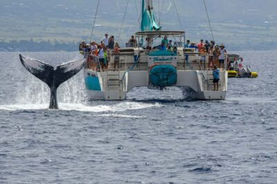 Maui: Ka'anapali Whale Watching Cruise on Luxury Sailboat - The 2-hour whale watch: what the cruise is like in real time
