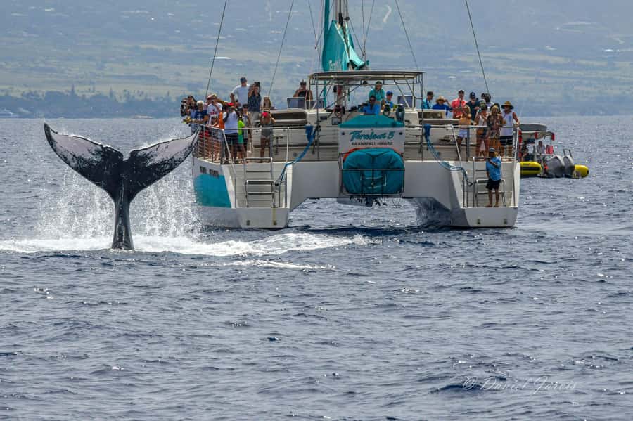 Maui: Ka'anapali Whale Watching Cruise on Luxury Sailboat - The 2-hour whale watch: what the cruise is like in real time