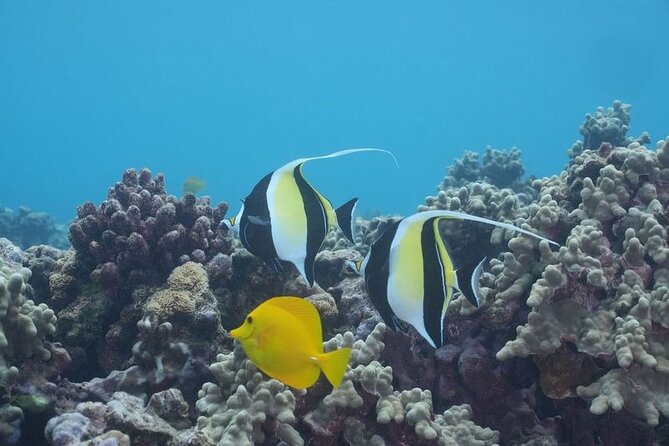 Maui: Molokini and Turtles Luxury Yacht Snorkel - Breakfast, BBQ lunch, and the open bar timing that keeps the day fun