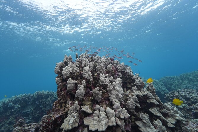 Maui: Molokini and Turtles Luxury Yacht Snorkel - Weather reroutes: what to do with the uncertainty