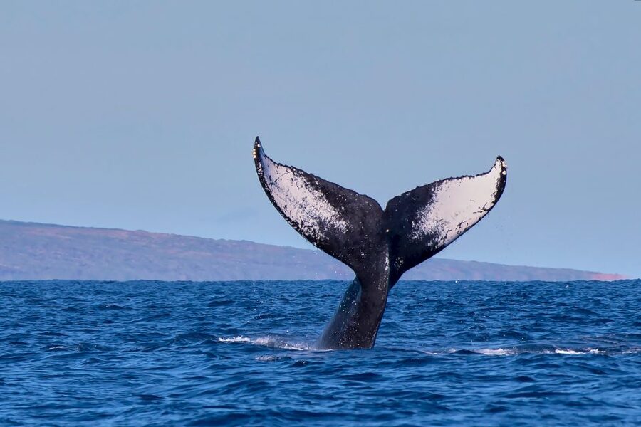 Maui: Molokini Snorkel and Performance Sail with Lunch - What to pack (and what you can rent) for a smoother snorkel sail