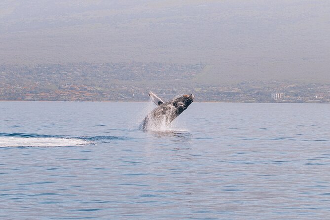 Midday Whale Watch: Mā’alaea Harbor - Key things I’d watch for before you go