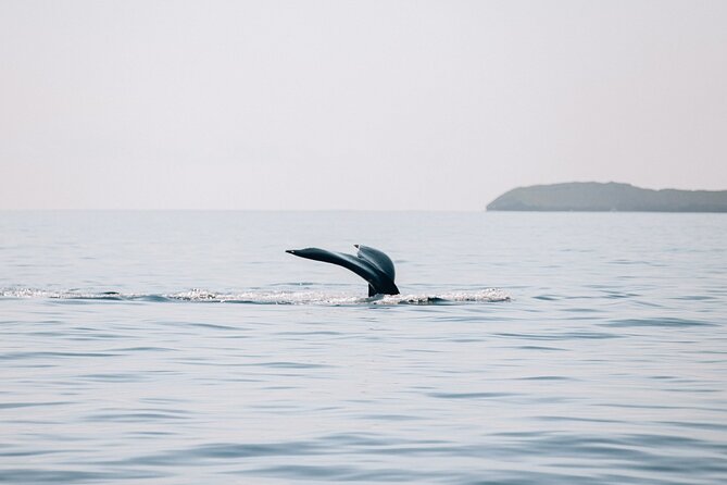 Midday Whale Watch: Mā’alaea Harbor - Who this midday whale watch is best for