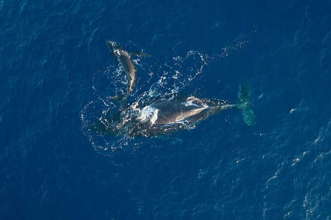 Midday Whale Watch: Mā’alaea Harbor - The 1:30 pm flow: what happens during the 2-hour sail