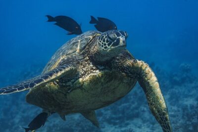 Moana’s Waikīkī Grand Guided Turtle Snorkel & Sailing Adventure - The catamaran experience: comfortable, not complicated