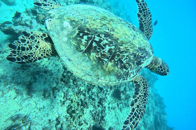 Moana’s Waikīkī Grand Guided Turtle Snorkel & Sailing Adventure - What you might see: sea turtles and the reef’s supporting cast