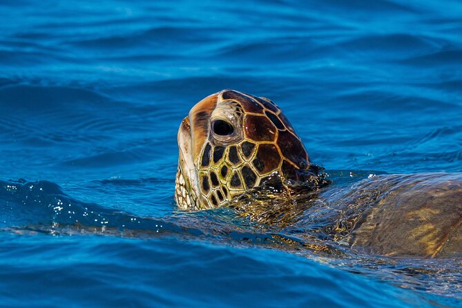 Moana’s Waikīkī Grand Guided Turtle Snorkel & Sailing Adventure - Price and value: $76.49 for gear, safety, and time on the water