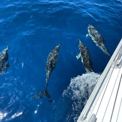 Morro Jable: Sailing Boat Excursion with Food and Drinks - Pickup and timing: how to make the morning stress-free