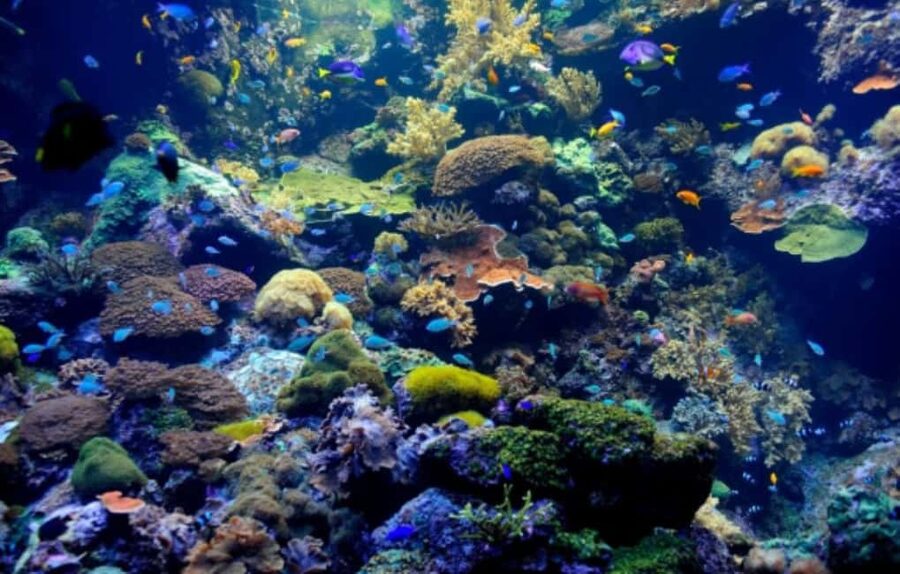 Nassau: Catamaran Sail and Snorkel Tour - The cruise hour: music, breeze, and Atlantis in your line of sight