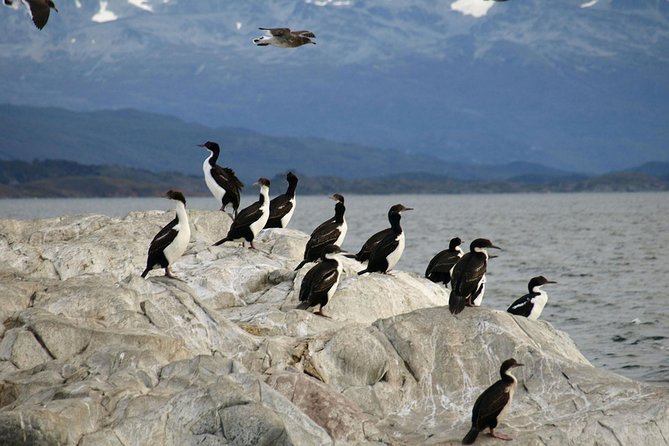 Navigate through the Beagle Channel: Seal, Bird & Penguin Islands - Martillo Island: Magellanic Penguins Up Close from the Beach