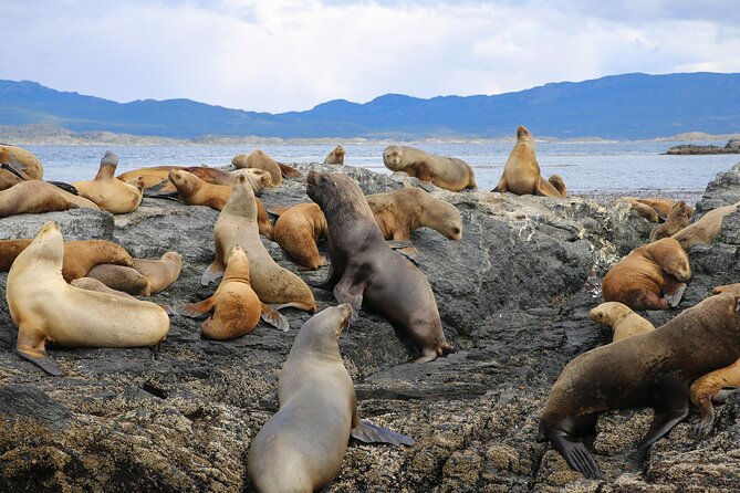 Navigate through the Beagle Channel: Seal, Bird & Penguin Islands - Isla Los Lobos: Watching Sea Lions in Their Own Neighborhood