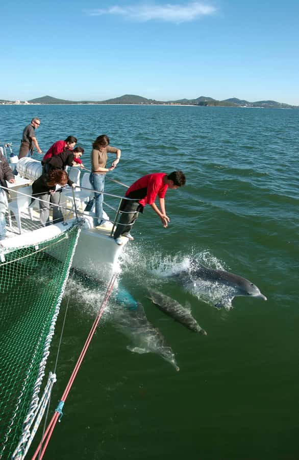 Nelson Bay: Dolphin Watch Cruise and Sail - Dolphin-Watching Value in Nelson Bay: What Makes Imagine Cruises Different