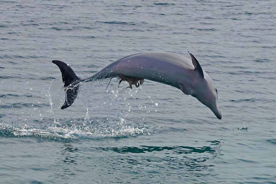 Nelson Bay: Dolphin Watch Cruise and Sail - Entering Port Stephens: Where the Cruise Starts and How to Find Dock C