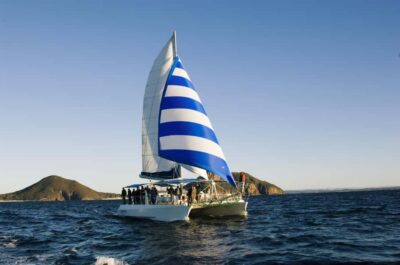 Nelson Bay: Dolphin Watch Cruise and Sail - The 1.5-Hour Plan on the Water: Watching Dolphins, Staying Flexible