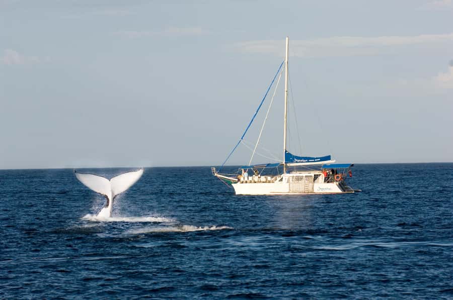 Nelson Bay: Whale and Dolphin Watching Catamaran Cruise - Key Things That Make This Cruise Worth It