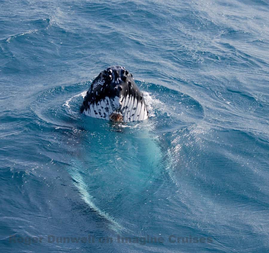 Nelson Bay: Whale and Dolphin Watching Catamaran Cruise - Setting Sail From d’Albora Nelson Bay (Dock C, Easy to Find)