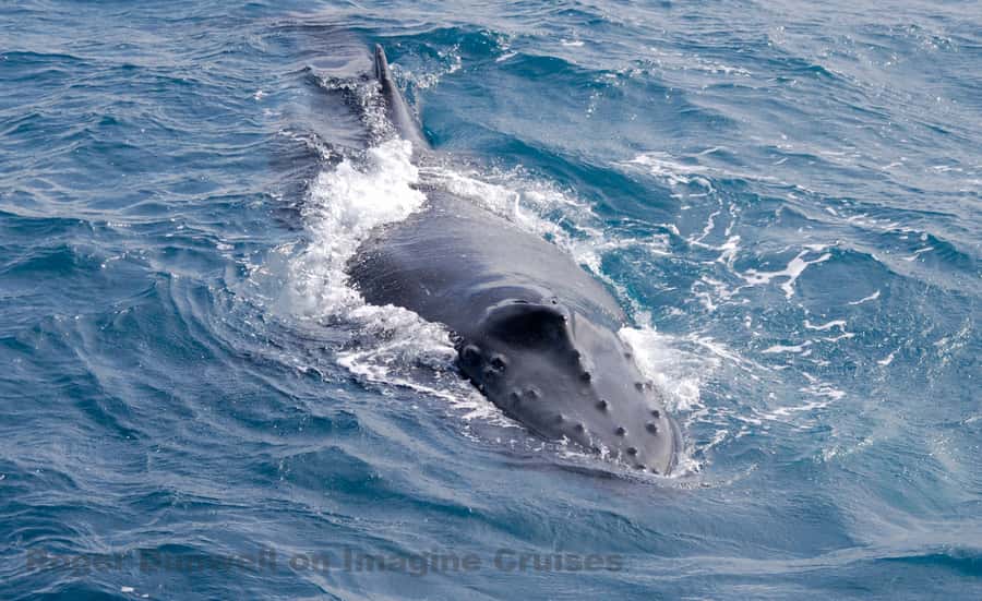 Nelson Bay: Whale and Dolphin Watching Catamaran Cruise - Spotting Humpback Whales: What You’re Actually Looking For