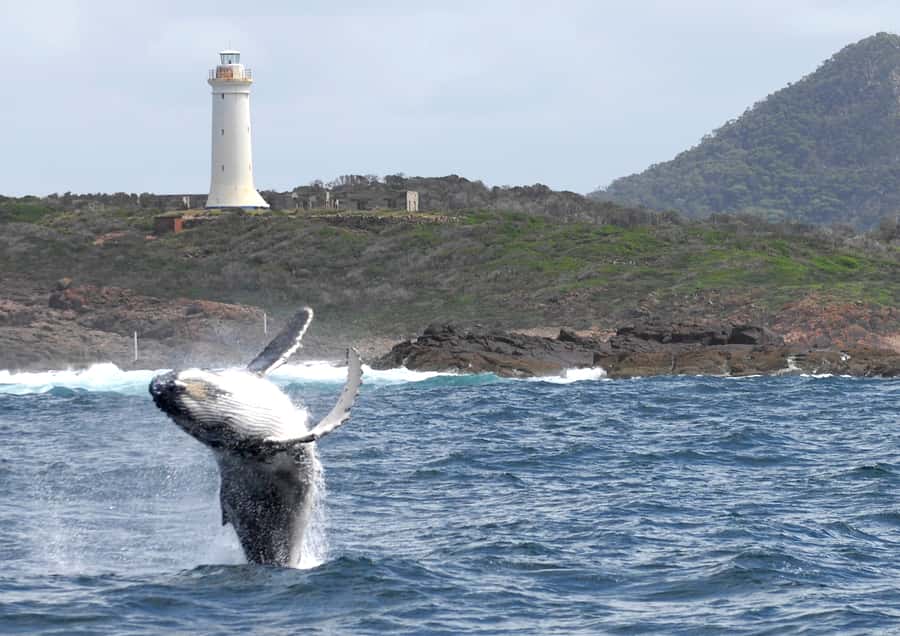 Nelson Bay: Whale and Dolphin Watching Catamaran Cruise - Weather, Sea Conditions, and Seasickness Planning