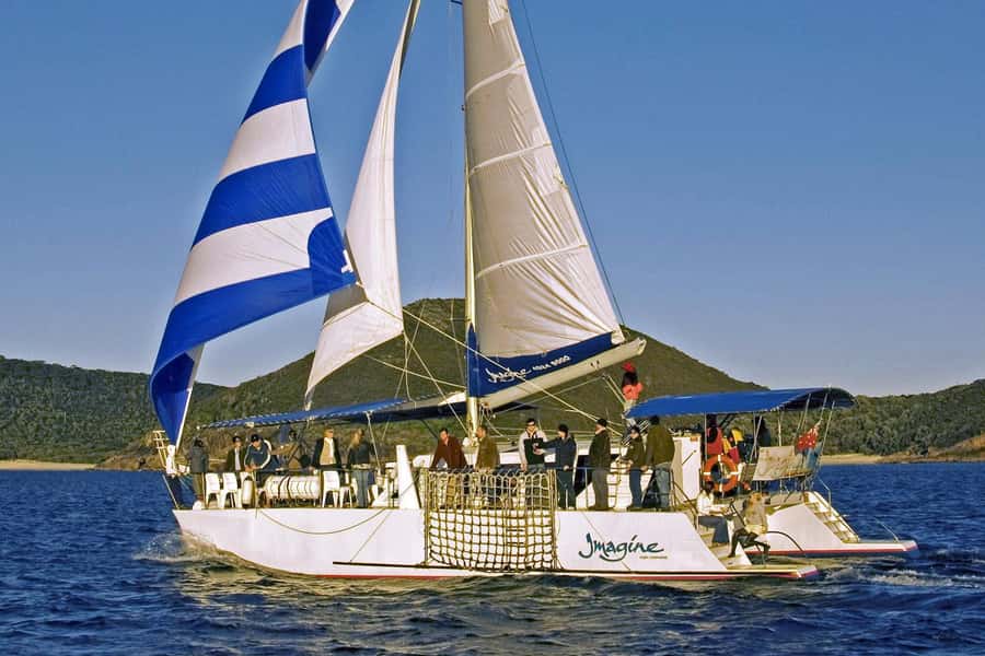 Nelson Bay: Whale and Dolphin Watching Catamaran Cruise - Who This Cruise Is Best For (And Who Might Want Something Else)