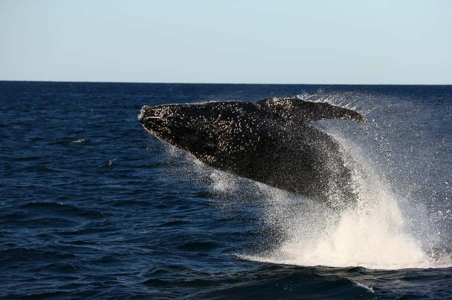 Nelson Bay: Whale and Dolphin Watching Catamaran Cruise - The 3-Hour Plan: From Nelson Bay Out to Whales, Then Back Again