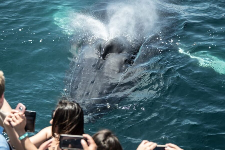 Newport Beach: Luxury Whale Watching Catamaran Cruise - Key things that make this cruise worth your time