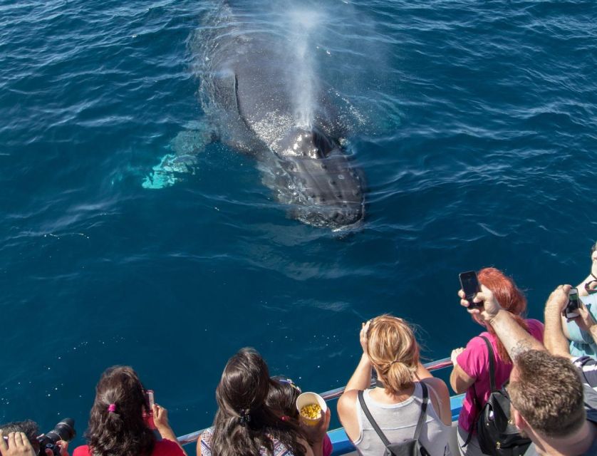 Newport Beach: Luxury Whale Watching Catamaran Cruise - A 50-foot catamaran is built for real whale watching