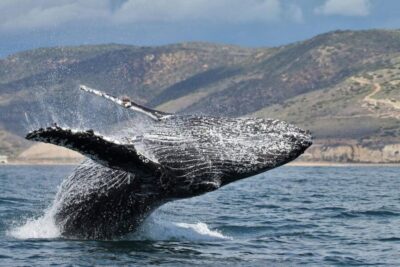 Newport Beach: Luxury Whale Watching Catamaran Cruise - What you might see: whales, humpbacks, blues, and a lot of dolphins