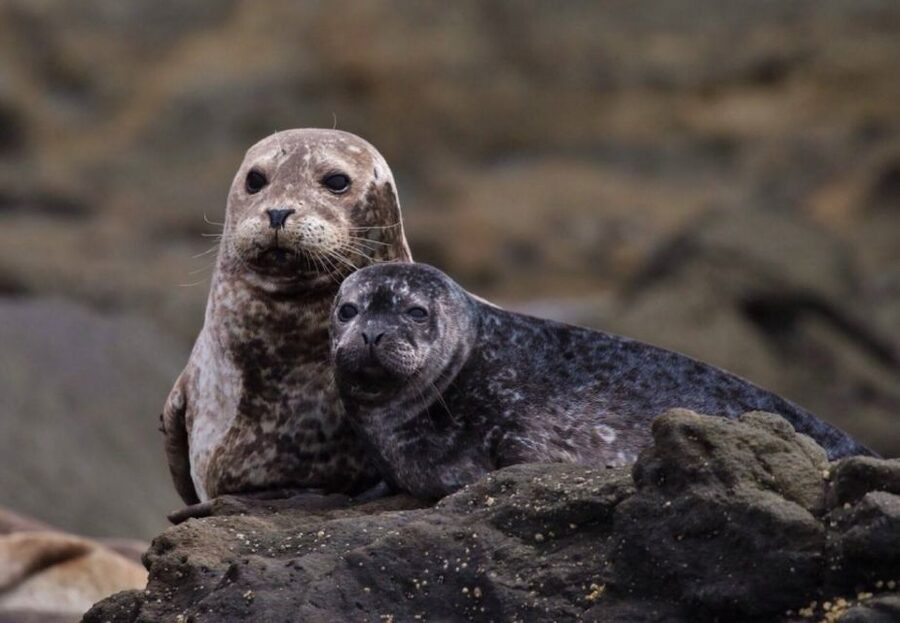 Newport Beach: Luxury Whale Watching Catamaran Cruise - Crystal Cove State Park: where the coastline starts doing more work for you