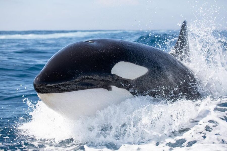 Newport Beach: Luxury Whale Watching Catamaran Cruise - The naturalist guide: why you’ll enjoy the sightings more