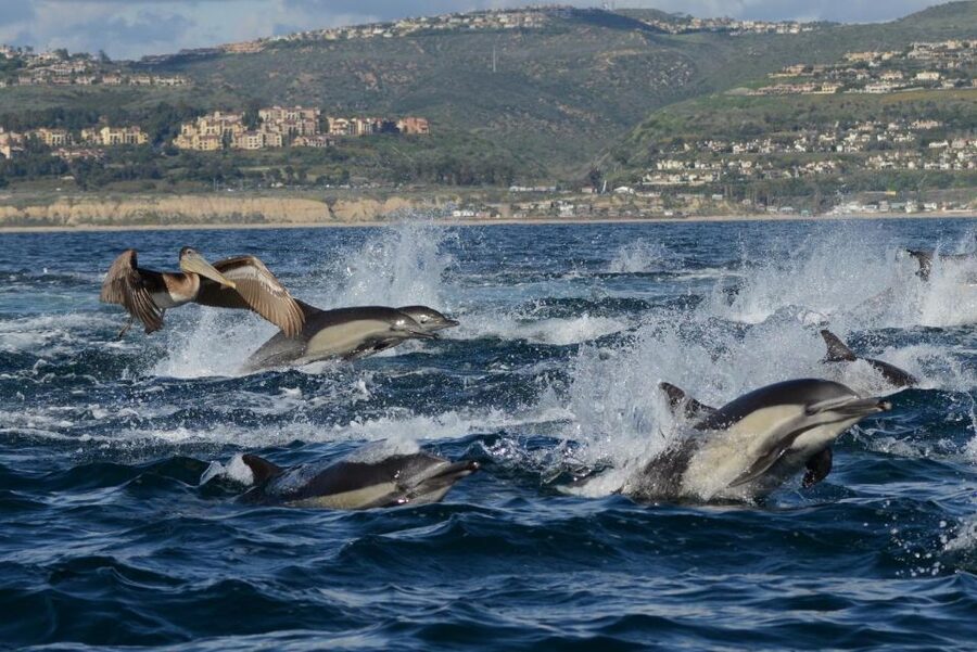 Newport Beach: Luxury Whale Watching Catamaran Cruise - What it feels like onboard: deck time, small-group energy, and the spray factor