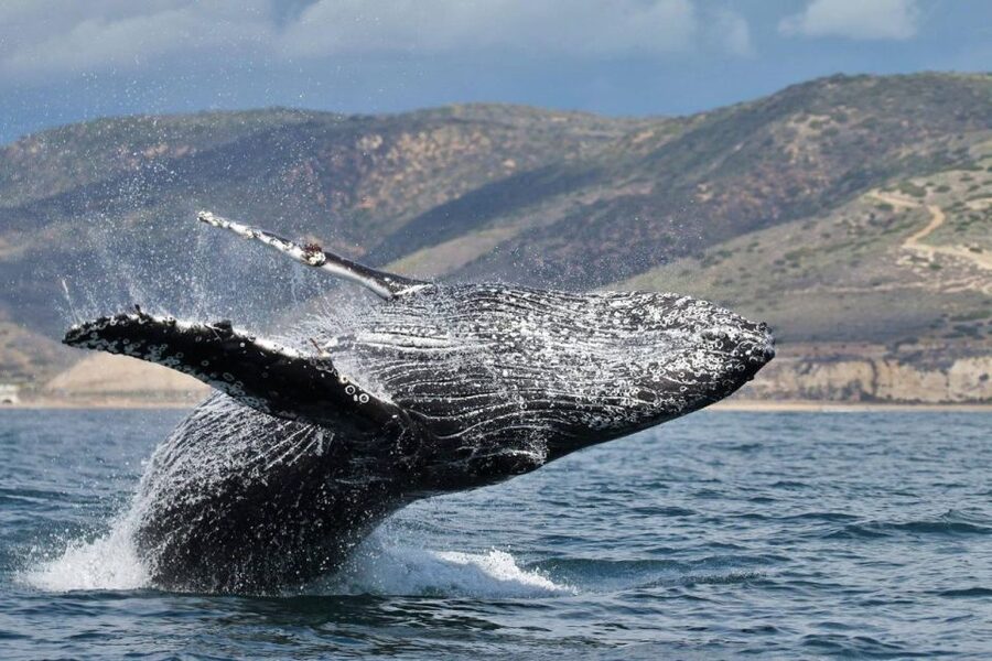 Newport Beach: Luxury Whale Watching Catamaran Cruise - What you might see: whales, humpbacks, blues, and a lot of dolphins