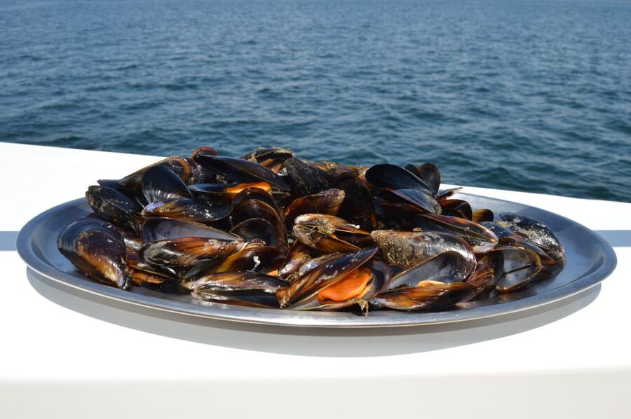 O Grove: Ría de Arousa Catamaran Tour with Seafood Lunch - Who should book this tour (and who might skip it)