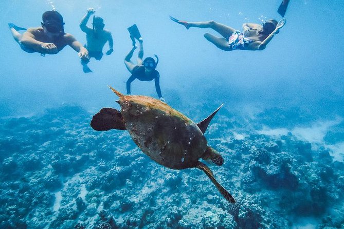 Oahu Small Group Snorkel Tour with Yacht Cruise - Snorkeling stop: gear, instruction, and snorkeling with turtles