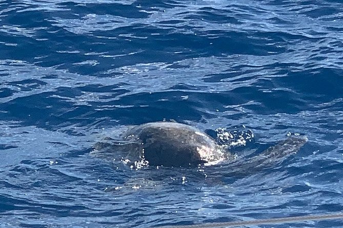 Oahu Small Group Snorkel Tour with Yacht Cruise - Quick practical tips to make it smoother
