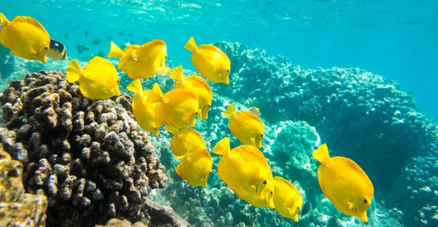 Oahu: Waikiki Turtle Snorkel Sail - Crew Help That Makes Beginners Comfortable (and Names You Might Hear)