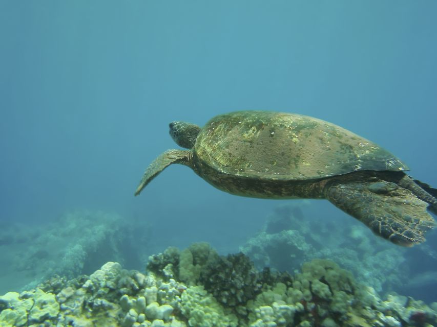 Oahu: Waikiki Turtle Snorkel Sail - Price and Value: Does $99 Really Hold Up?