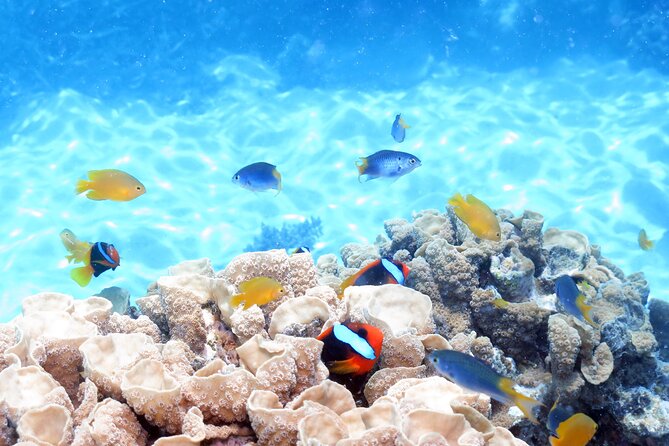 Ocean Spirit Sail to Michaelmas Cay Snorkel or Dive, from Cairns - Optional intro scuba session: who it fits and the safety rules
