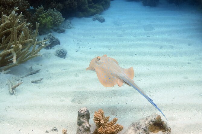 Ocean Spirit Sail to Michaelmas Cay Snorkel or Dive, from Cairns - Value check: is $197.96 good money for this day?