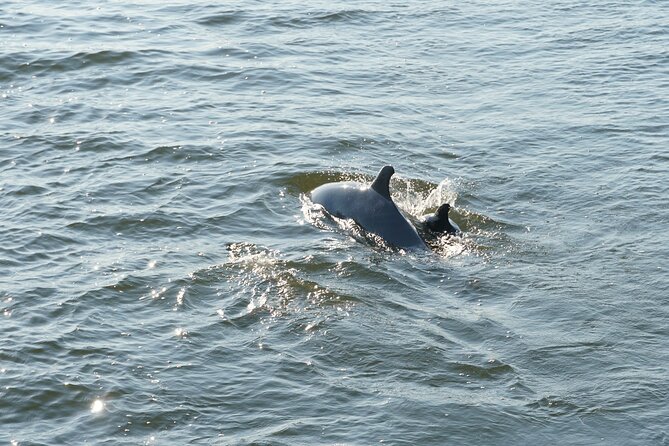 Orange Beach Dolphin Sailing Cruise aboard Catamaran - Should You Book This Orange Beach Dolphin Sailing Cruise?