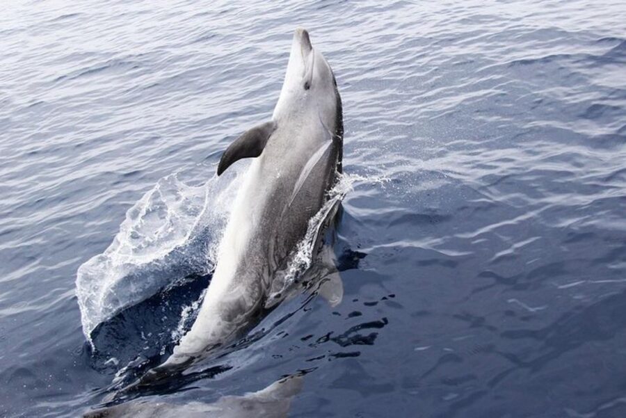 Panama City Beach: Dolphin Sightseeing Trip by Catamaran - Dolphins and a 40-Foot Catamaran Ride: What This Sail Really Feels Like