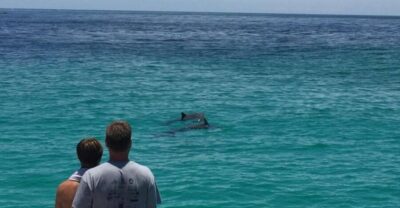 Panama City Beach: Dolphin Sightseeing Trip by Catamaran - Starting at Bluegreen’s Bayside Resort: Getting to the Boat Without Stress