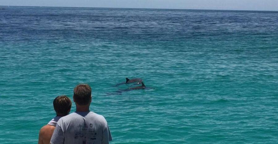Panama City Beach: Dolphin Sightseeing Trip by Catamaran - Starting at Bluegreen’s Bayside Resort: Getting to the Boat Without Stress