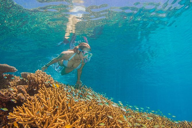 Passions of Paradise Great Barrier Reef Cruise by Catamaran - Stop 1 on the Outer Reef: why two sites beat one