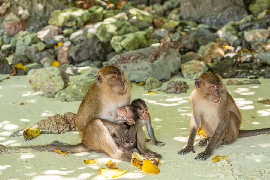 Phuket: Bamboo Island and Phi Phi Islands by Fast Catamaran - Phi Phi Don Lunch and Monkey Beach Photos: Island Time Without the Full Grind