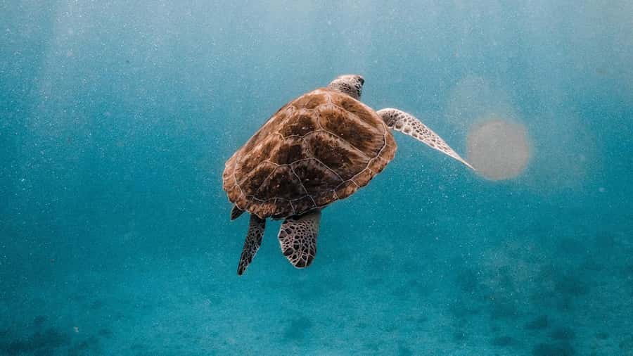 Phuket/Khao Lak: Similan Islands Luxury Catamaran Experience - Pickup, drop-off, and the port rules you should not ignore