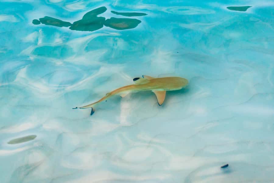 Phuket: Phi Phi Islands Day-Trip by Speed Catamaran - Phi Phi Le cruising, Maiton dolphins, and the sunset BBQ send-off
