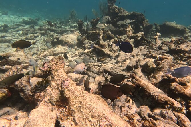 Prickly Pear Catamaran Trip from St Maarten Including Lunch - Who Should Book This (and Who Should Skip It)